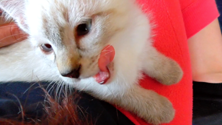 子猫が飼い主姉の膝の上で髪の毛にじゃれる 気まぐれ猫 猫のデュフィ 猫の成長日記
