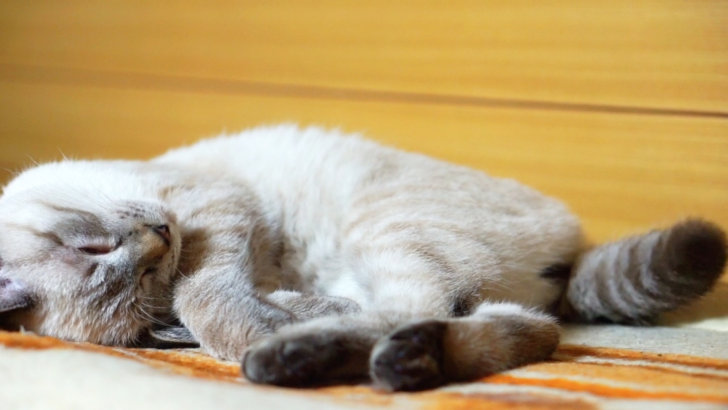 眠る子猫がしっぽをパタパタさせる 夢を見る子猫 猫のデュフィ 猫の成長日記
